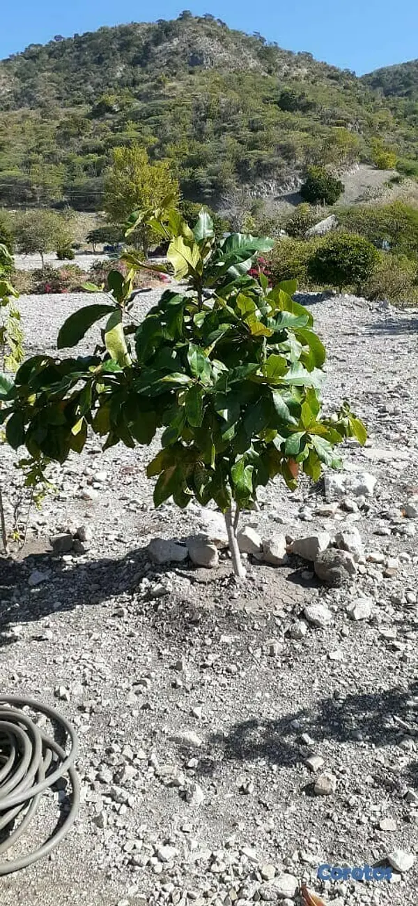 solares y terrenos - Terreno para hacer tu casa de Playa y Montaña 3