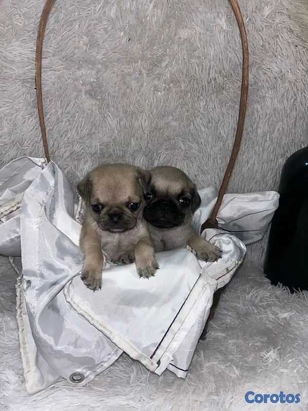 animales y mascotas - pug 4