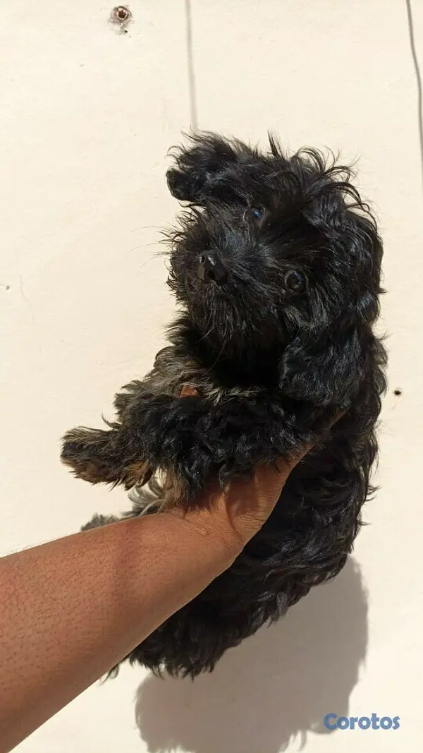 animales y mascotas - Poodles 7