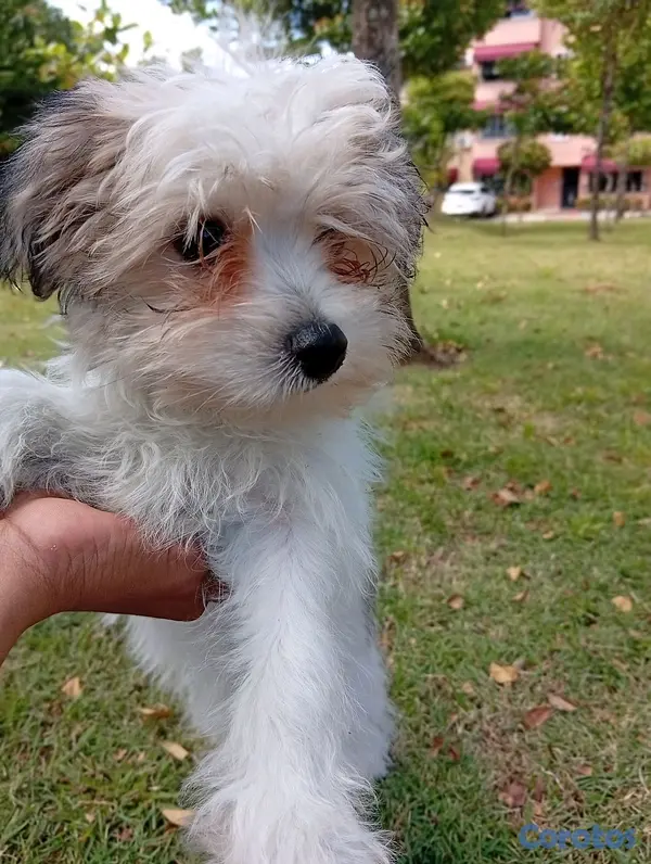 animales y mascotas - HERMOSA CACHORRITA SHIPOO🥰 5