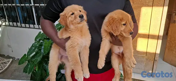 animales y mascotas - hermosos cachorritos de golden retrievee  7