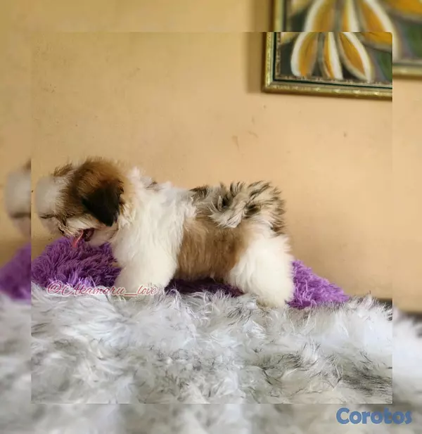 animales y mascotas - shih tzu  2