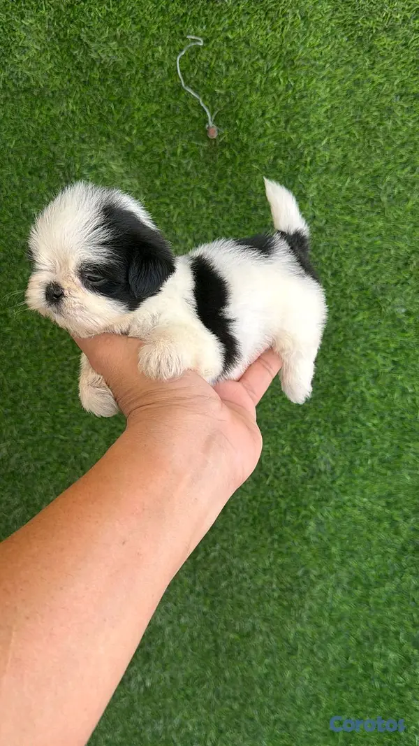animales y mascotas - hermosos cachorritos de shitzu toy  3