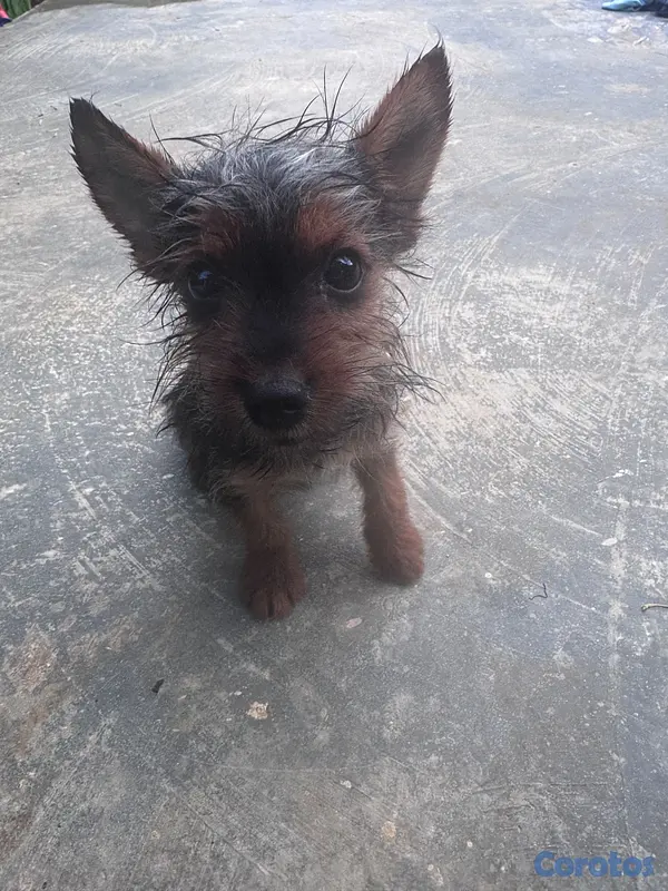 animales y mascotas - Oferta cachorro Yorkie macho pequeño  3