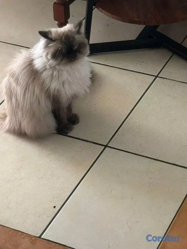 animales y mascotas - Gata Persa Todas sus vacunas al día. 4