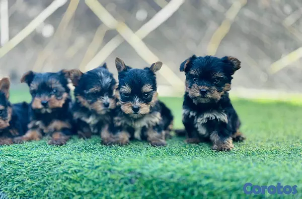 animales y mascotas - hermosos cachorritos de Yorshire mini 3
