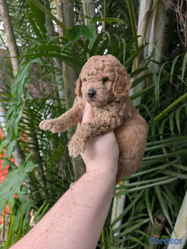 animales y mascotas - hermosos cachorritos goldendoodle 2