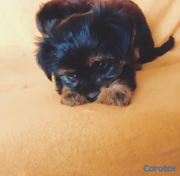 animales y mascotas - Yorkie  2