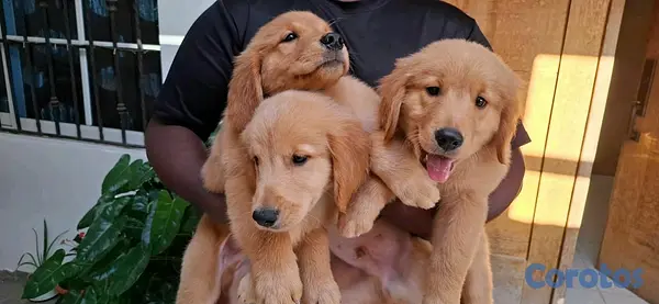 animales y mascotas - hermosos cachorritos de golden retrievee  5