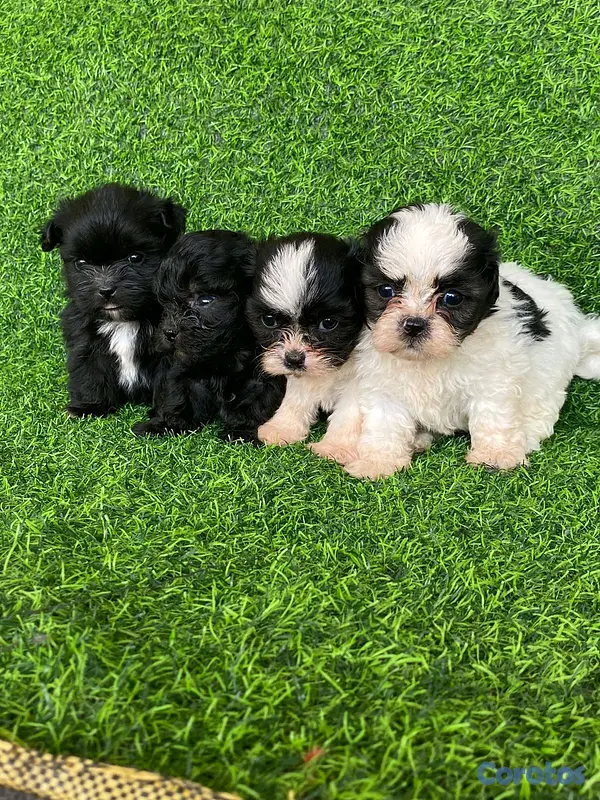 animales y mascotas - hermosos cachorritos de shipoo toy  2