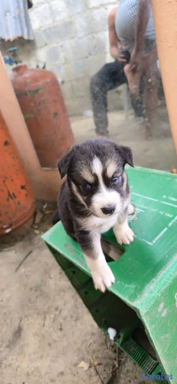 animales y mascotas - husky Siberiano 2