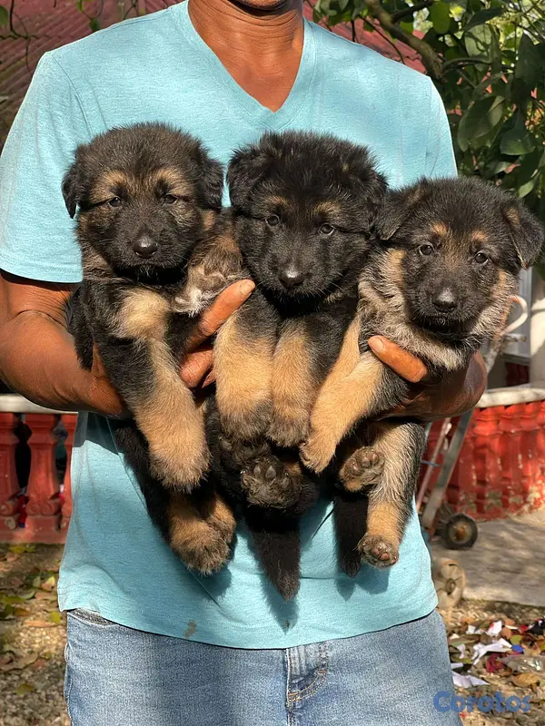 animales y mascotas - hermosos Cachorros pastor alemán  5