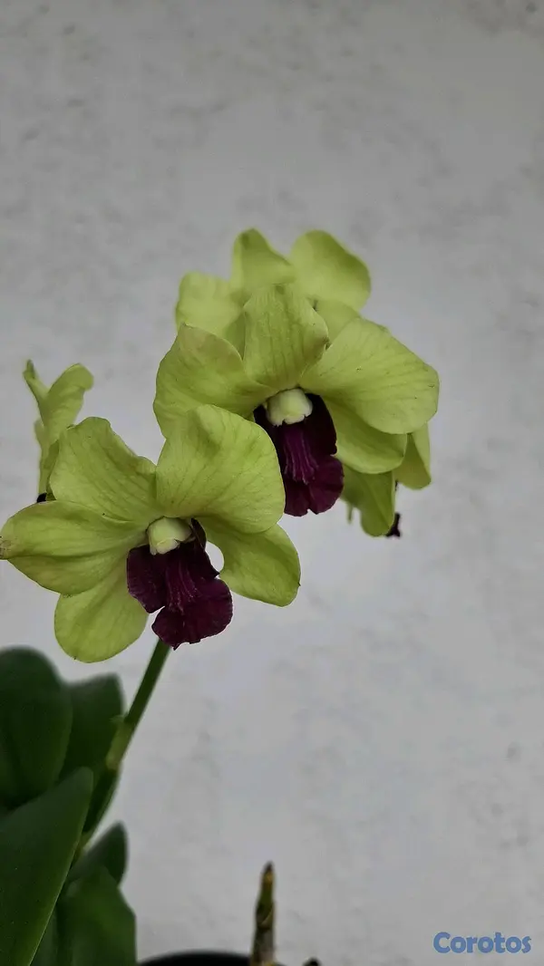 herramientas, jardines y exterior - Orquideas para ti 3