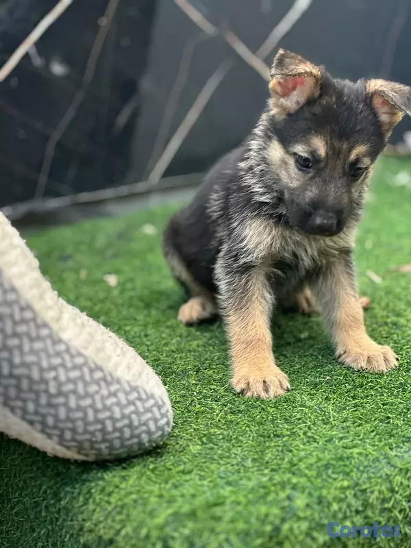 animales y mascotas - variedad de cachorro  11