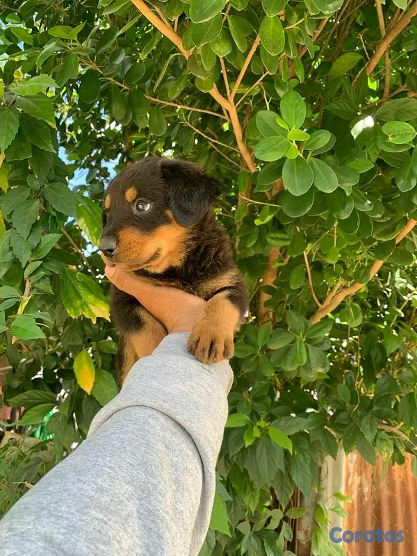 animales y mascotas - Hermosos cachorritos de Rottwailer  4