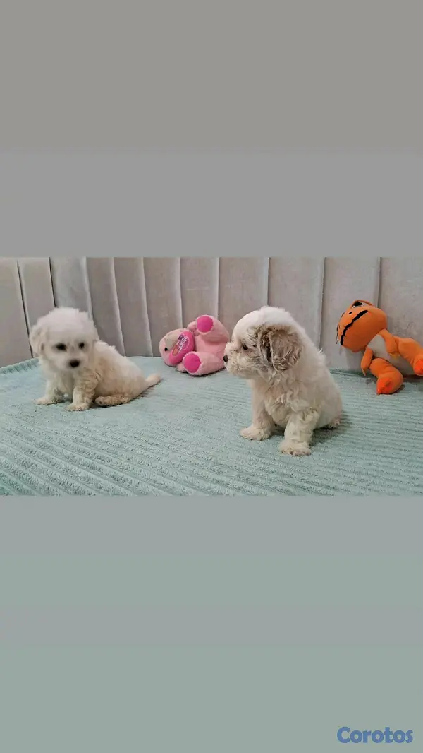 animales y mascotas - hermosos cachorritos maltipoo toy 3