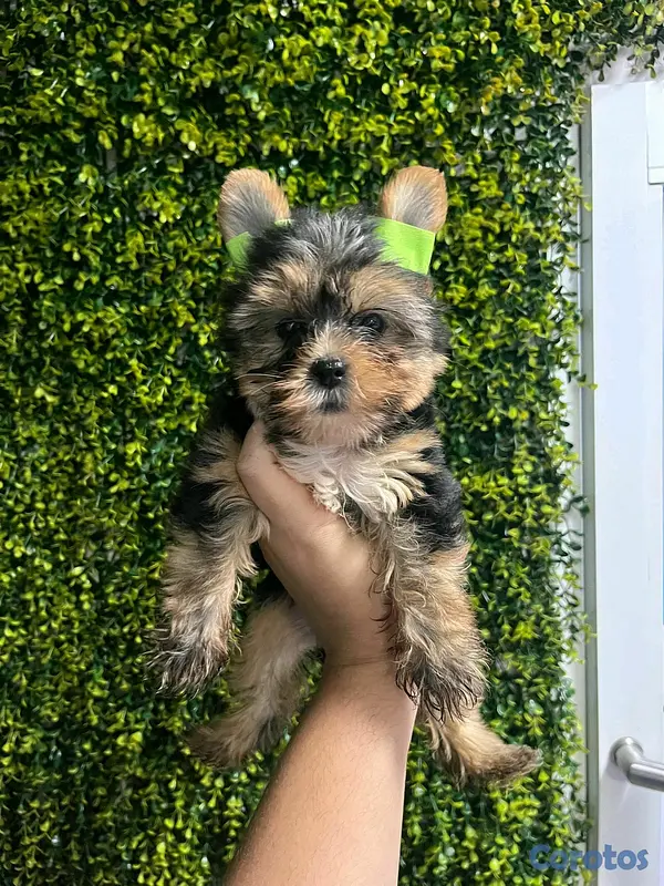 animales y mascotas - hermosos cachorritos yorshire mini  2