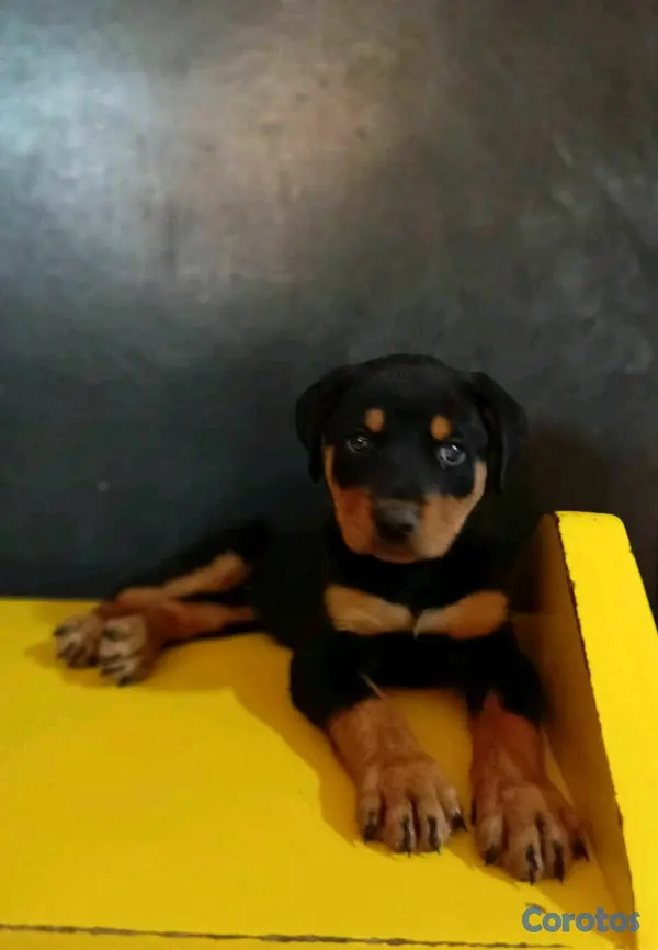 animales y mascotas - Hermosos cachorritos de Rottwailer  2