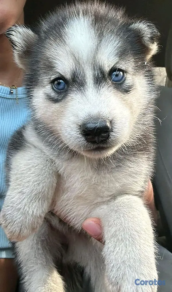 animales y mascotas - Husky siberiano 2