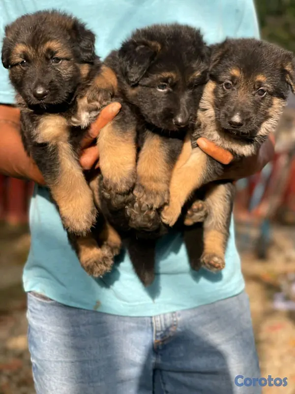 animales y mascotas - hermosos Cachorros pastor alemán  3