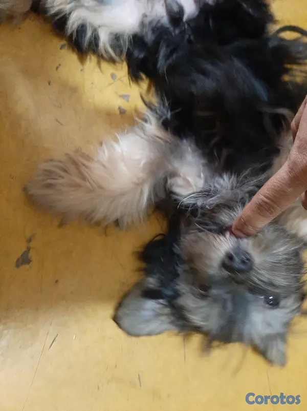 animales y mascotas - Cachorro Yorkie 8