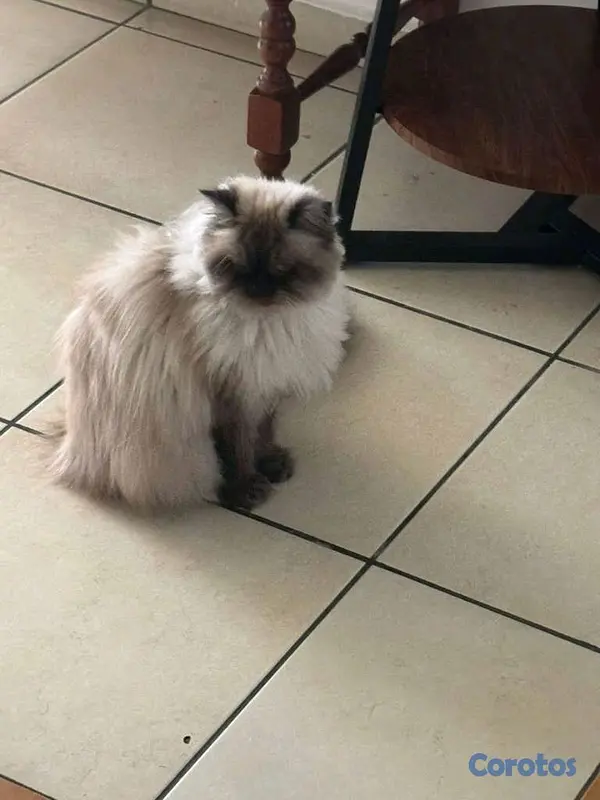animales y mascotas - Gata Persa Todas sus vacunas al día. 2