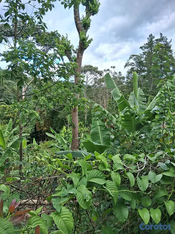 casas - ubicación en el campo Jarabacoa
 8