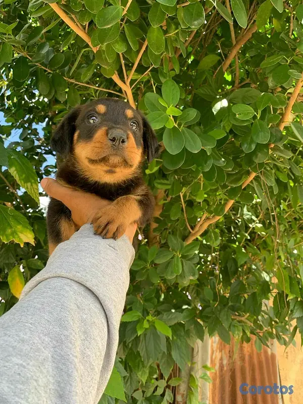 animales y mascotas - Hermosos cachorritos de Rottwailer  3