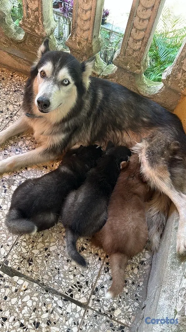 animales y mascotas - Husky Siberiano 5