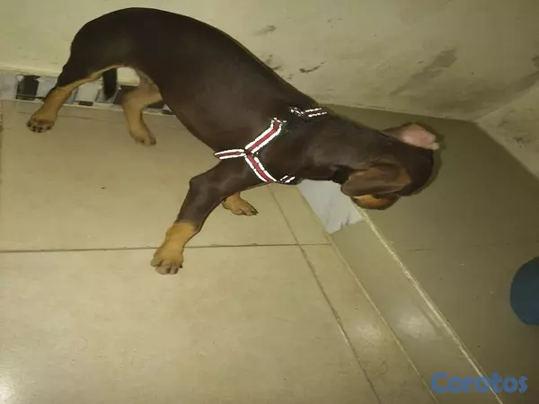 animales y mascotas - Mix de doberman, Macho 5