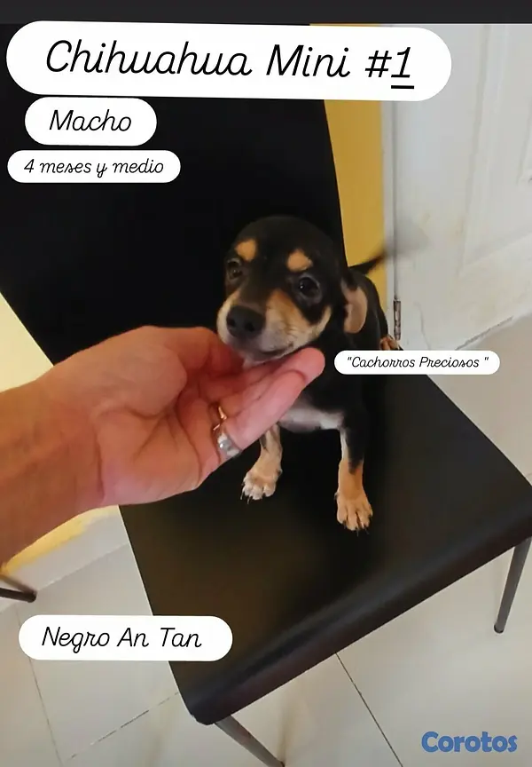 animales y mascotas - Chihuahua #1 y #2 2