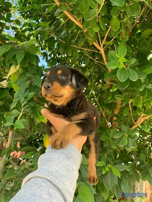 animales y mascotas - Hermosos cachorritos de Rottwailer  5