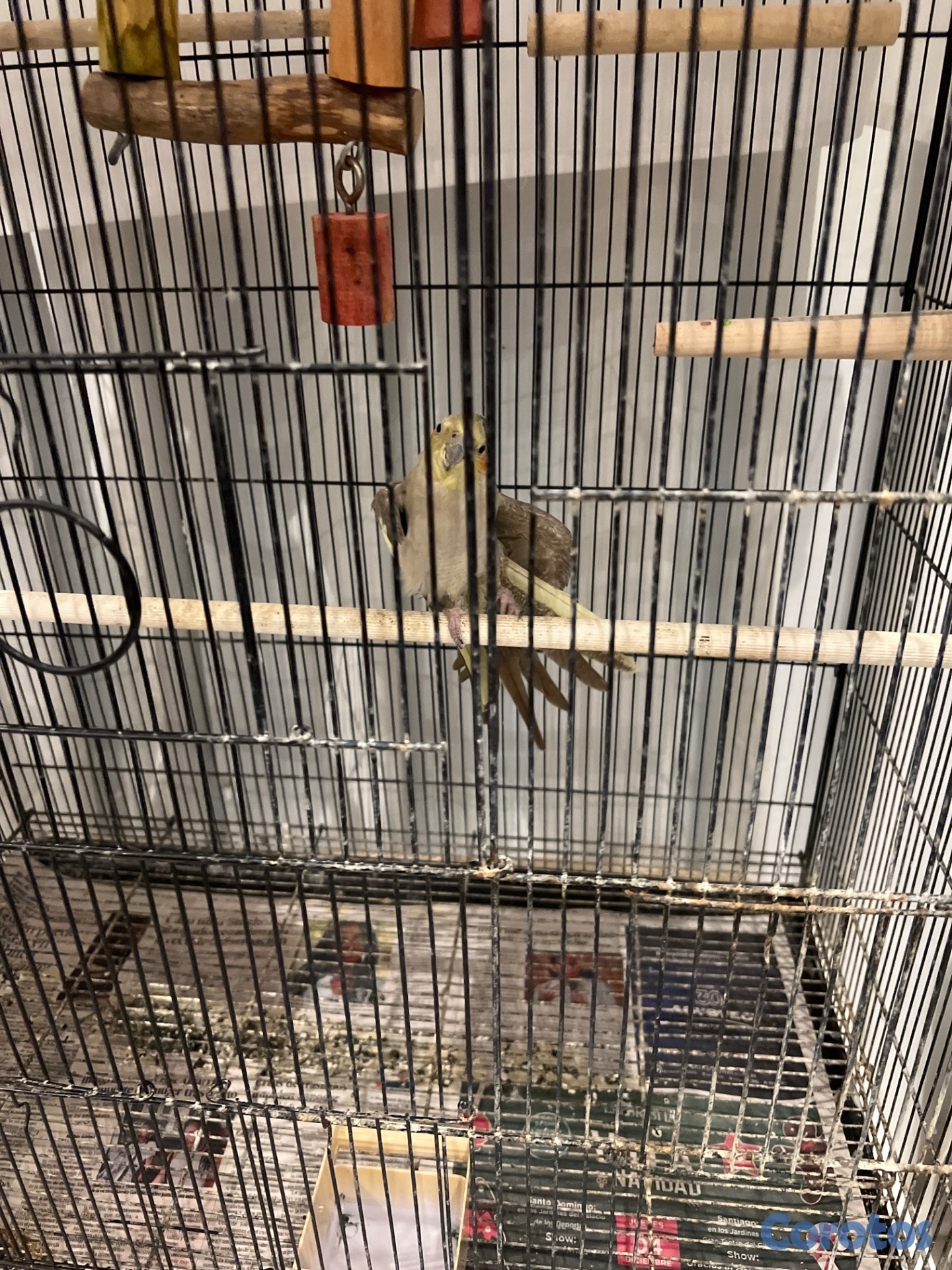 animales y mascotas - Ninfa 1