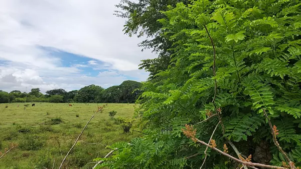 solares y terrenos - Finca en el Toro de Guerra 6