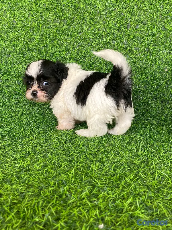 animales y mascotas - hermosos cachorritos de shipoo toy  5
