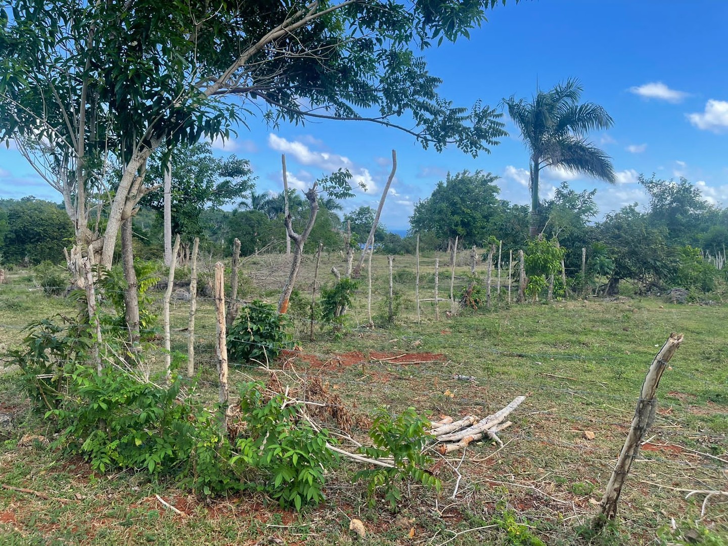 solares y terrenos - Terreno en Venta 12,161 Mts2 en Samaná  0