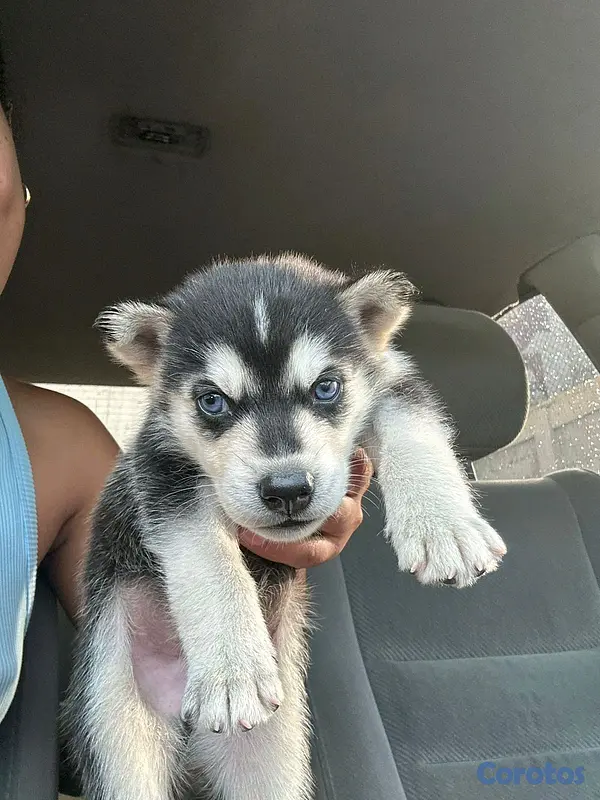animales y mascotas - Husky siberiano 3
