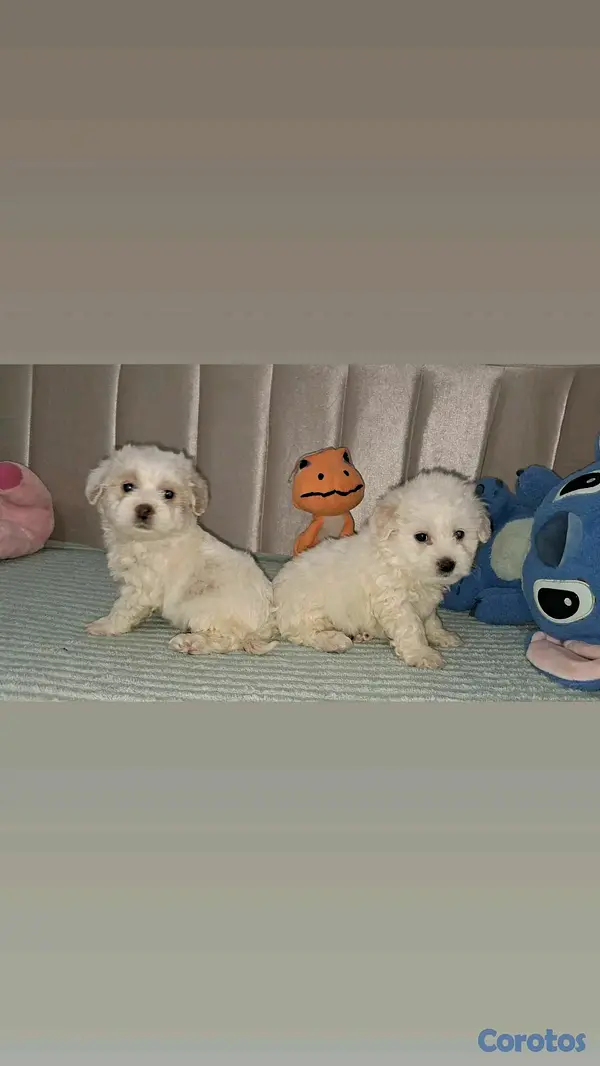 animales y mascotas - hermosos cachorritos maltipoo toy 5