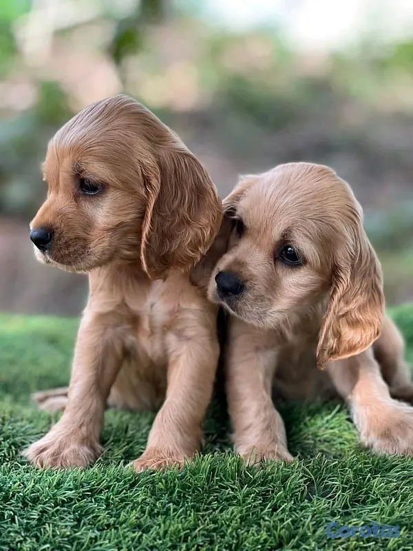 animales y mascotas - hermosos cachorritos cocker spaniel  2