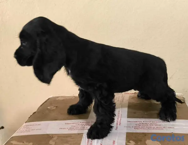 animales y mascotas - Cocker Spaniel Bien Lindos Hembras Y Machos 😍😍 11