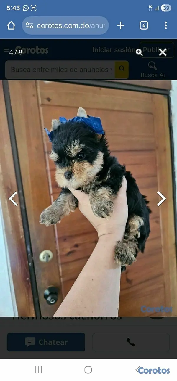 animales y mascotas - hermosos cachorritos yorshire mini  6