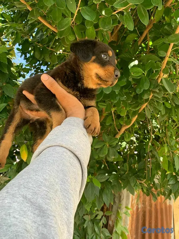 animales y mascotas - Hermosos cachorritos de Rottwailer  6