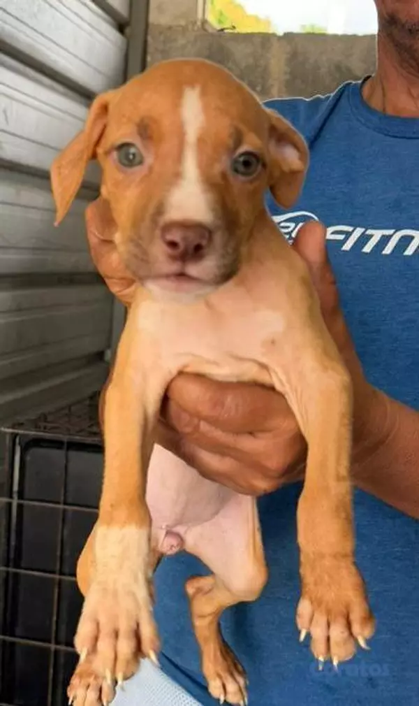 animales y mascotas - Hermosas cachorras American Pitbull Terrier en ven 1
