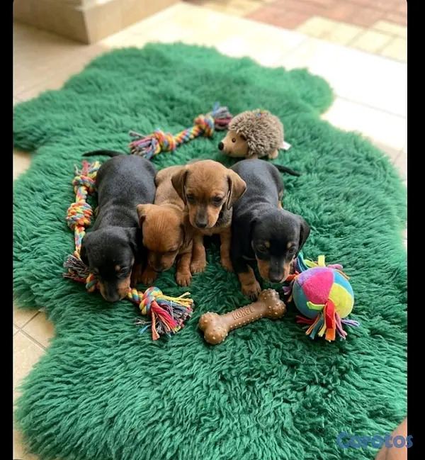 animales y mascotas - hermosos cachorritos de salchicha  4