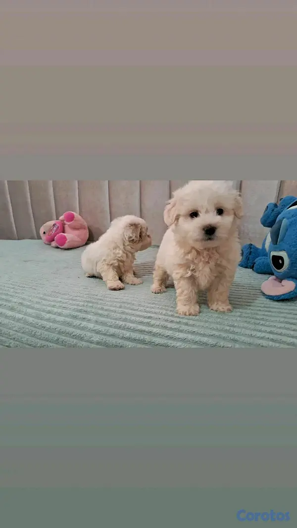animales y mascotas - hermosos cachorritos maltipoo toy 6