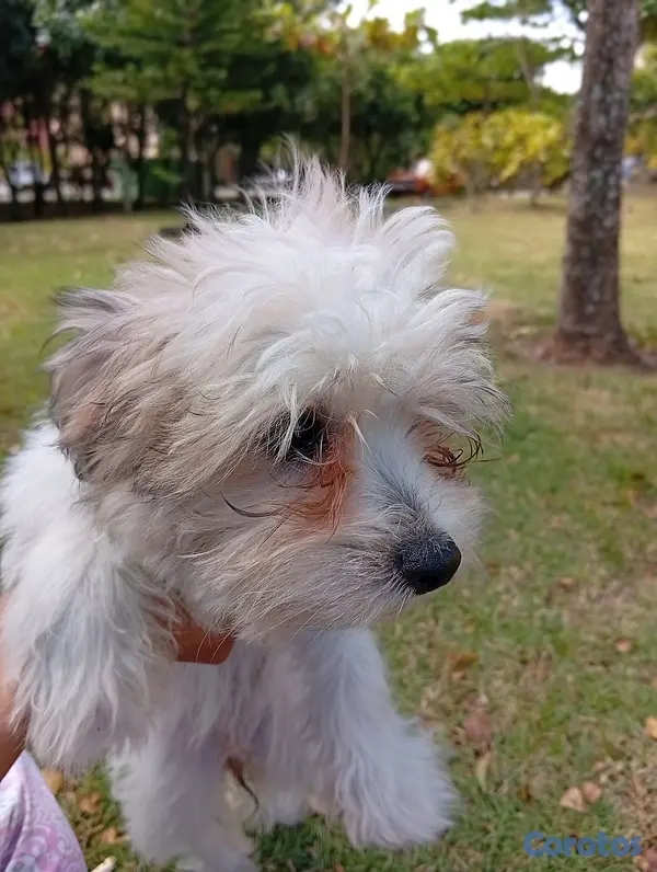 animales y mascotas - HERMOSA CACHORRITA SHIPOO🥰 6
