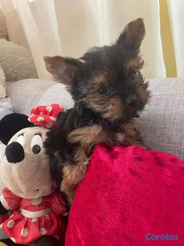 animales y mascotas - Yorkie Macho  6