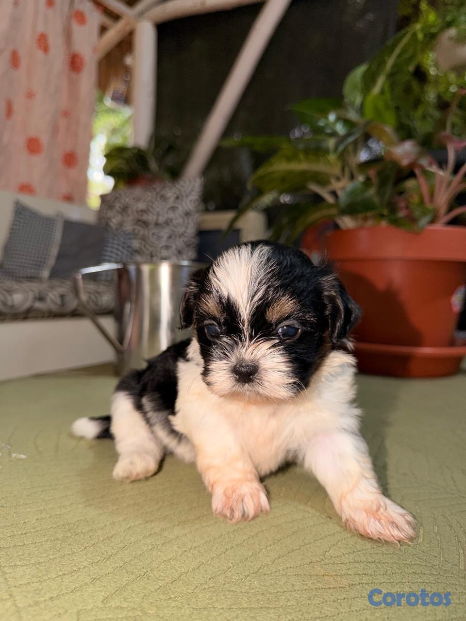 animales y mascotas - SHIPOOD MACHOS PARA APARTAR  1