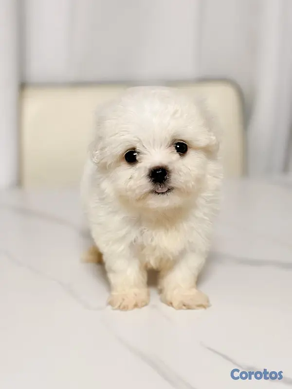 animales y mascotas - OFERTA CACHORRO MALTES HEMBRA CON PEDIGRI EN UBICA 2