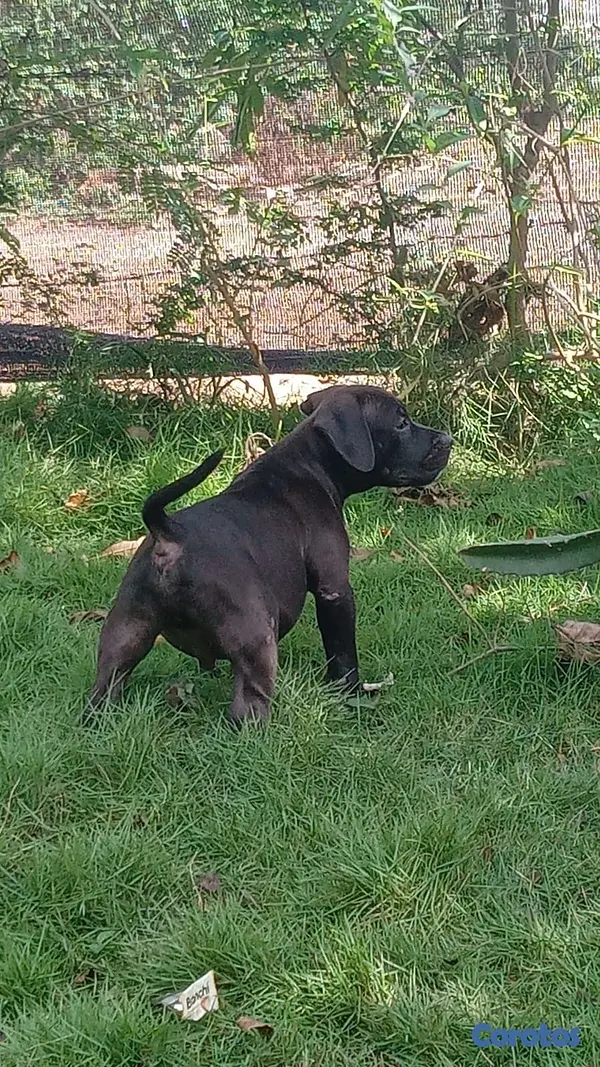 animales y mascotas - Pitbull 3